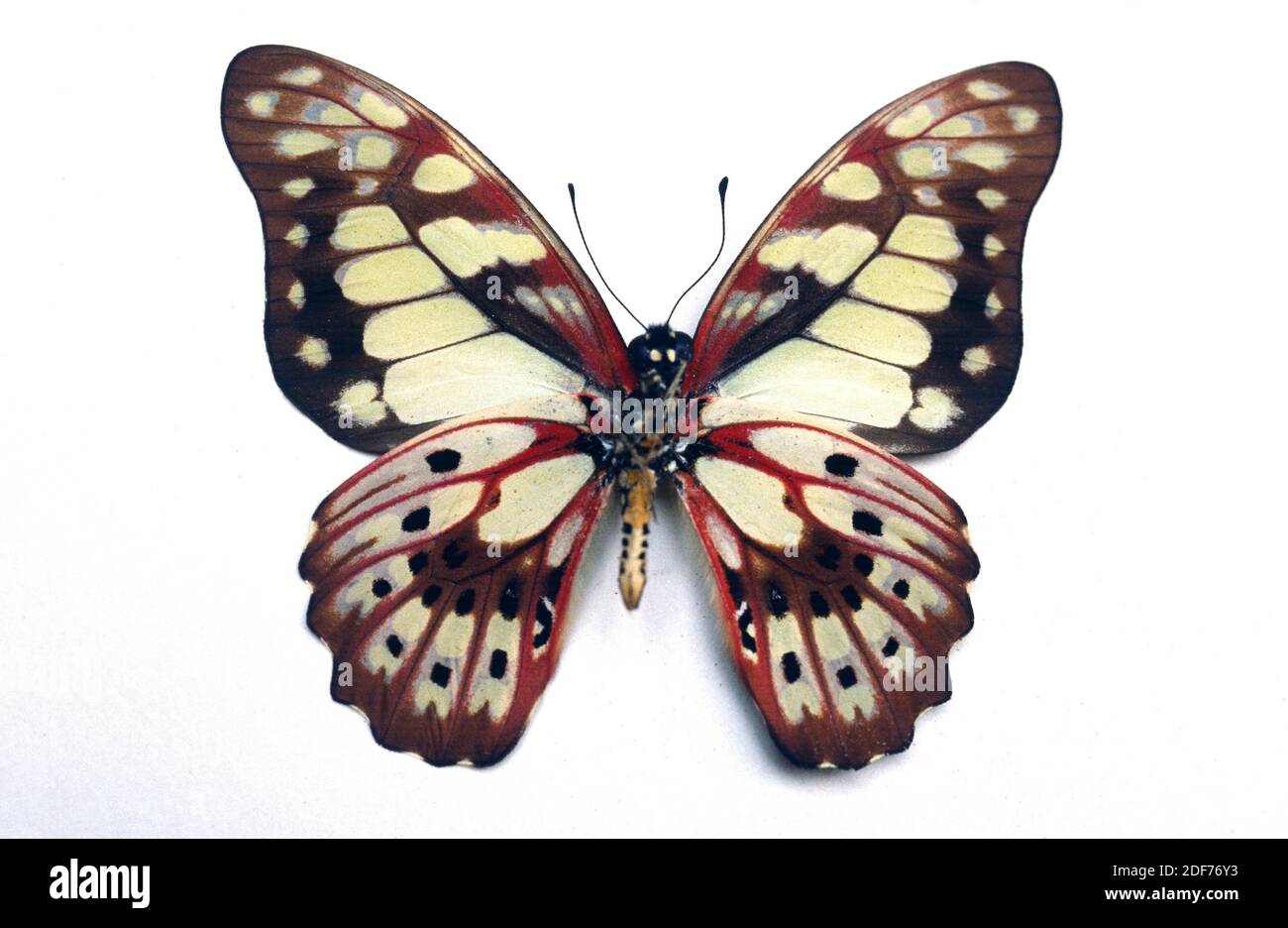 Graphium cyrnus is a butterfly native to Madagascar. Adult, ventral side. Stock Photo
