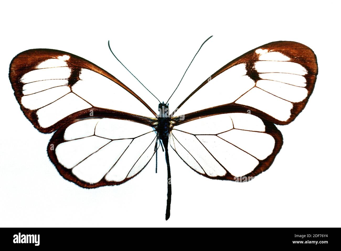 Greta morgane is a butterfly native to Mexico and Central America. Adult, dorsal side. Stock Photo