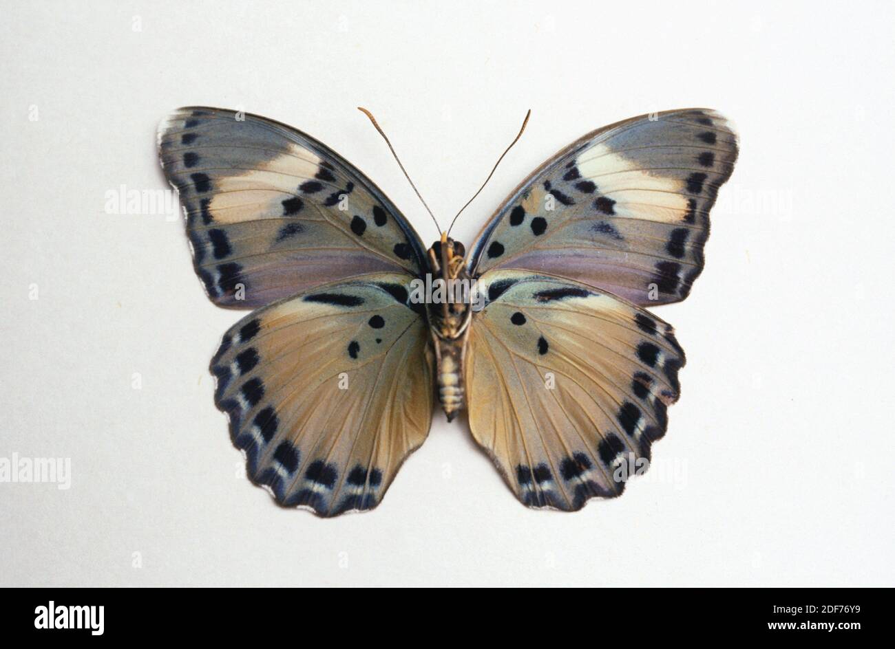 Themis forester (Euphaedra themis) is a butterfly native to central Africa. Ventral surface. Stock Photo