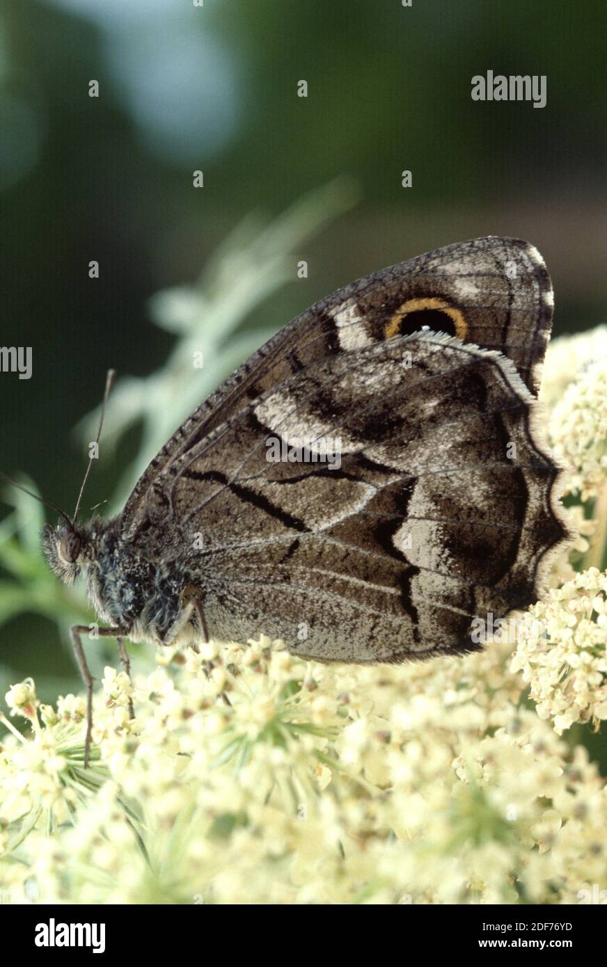 Striped grayling (Hipparchia fidia or Pseudotergumia fidia) is a butterfly native to western Mediterranean Basin. Adult. Stock Photo