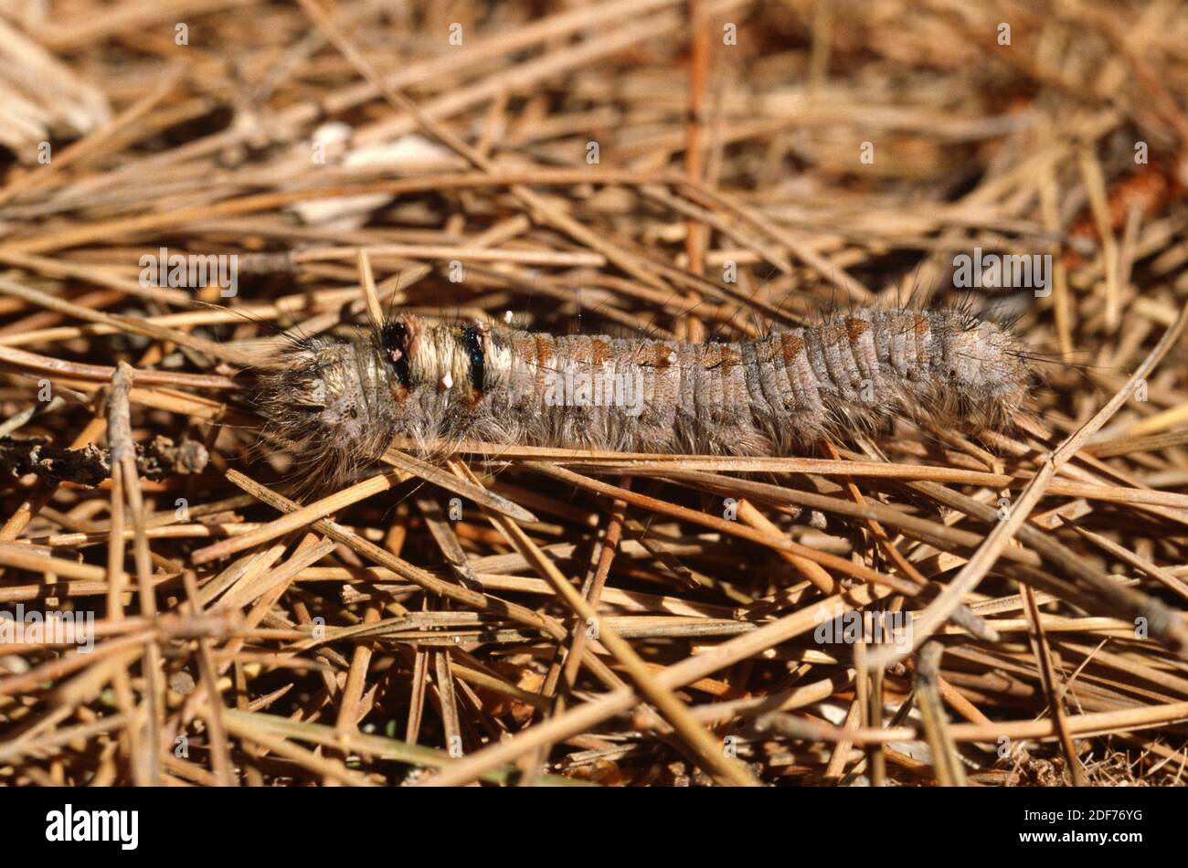 Lappet (Gastropacha quercifolia) is a moth native to Eurasia