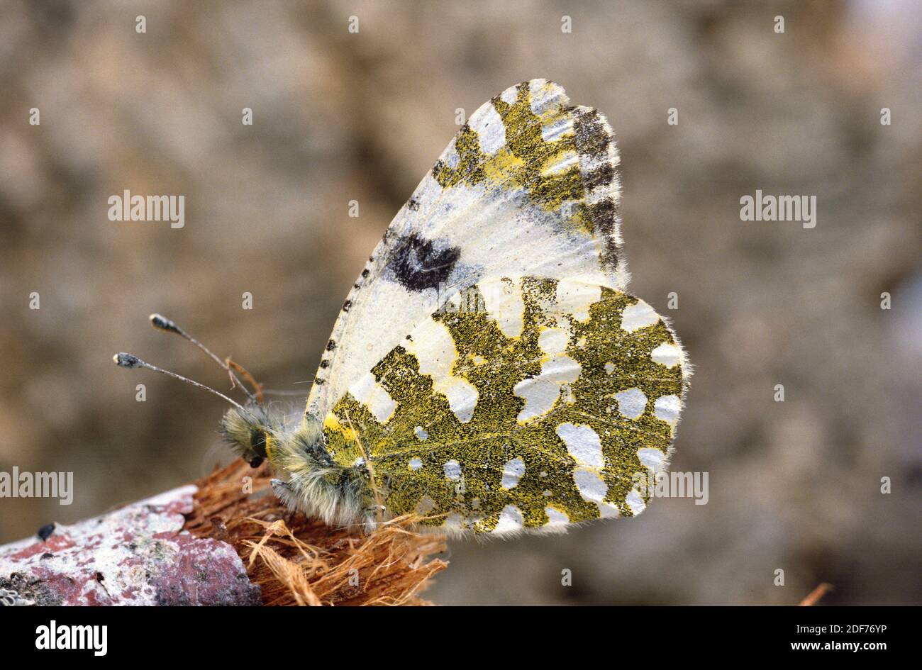 Dappled white (Euchloe ausonia) is a butterfly native to Europe. Stock Photo