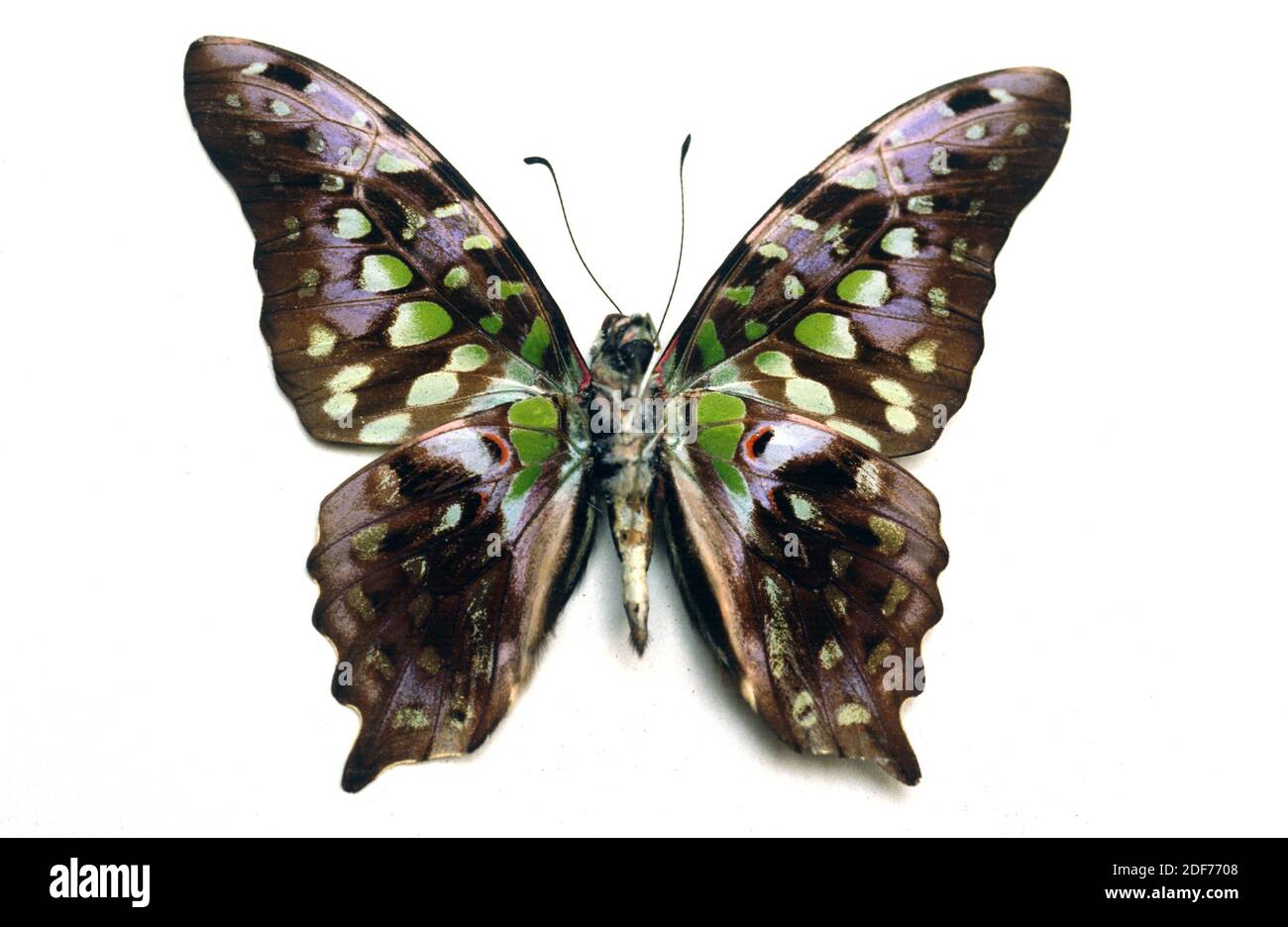 Tailed jail or green triangle (Graphium agamemnon) is a butterfly native to south Asia and Australia. Adult, ventral side. Stock Photo
