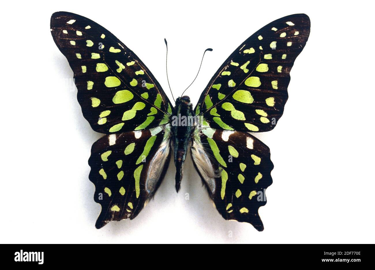 Tailed jail or green triangle (Graphium agamemnon) is a butterfly native to south Asia and Australia. Adult, dorsal side. Stock Photo