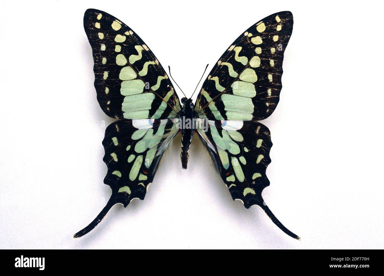 Large striped swordtail (Graphium antheus) is a butterfly native to sub-Saharan Africa. Adult, dorsal side. Stock Photo