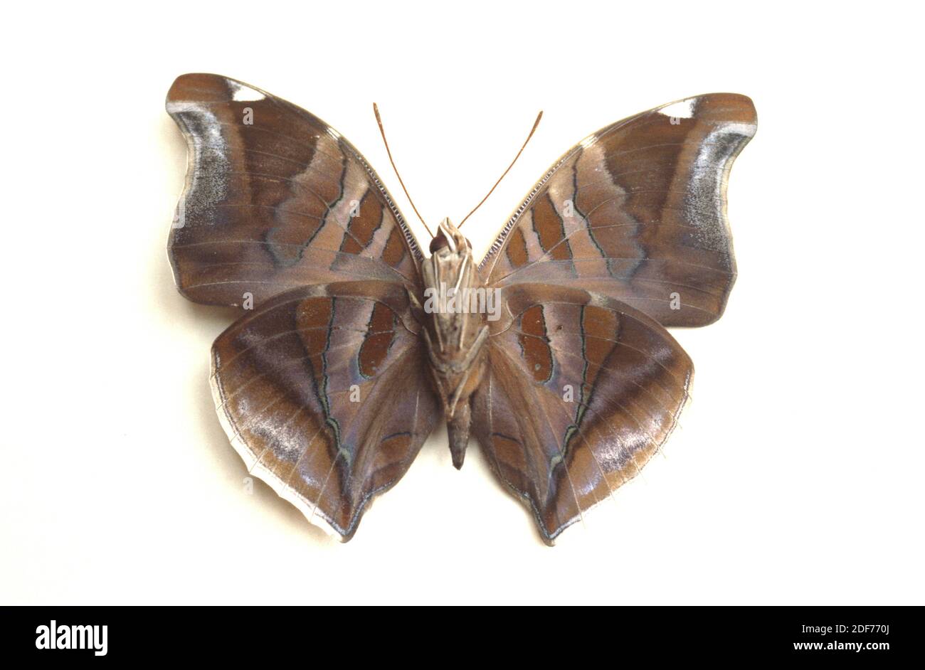 Orion cecropian (Historis odius) is a butterfly native to North America. Adult, ventral side. Stock Photo