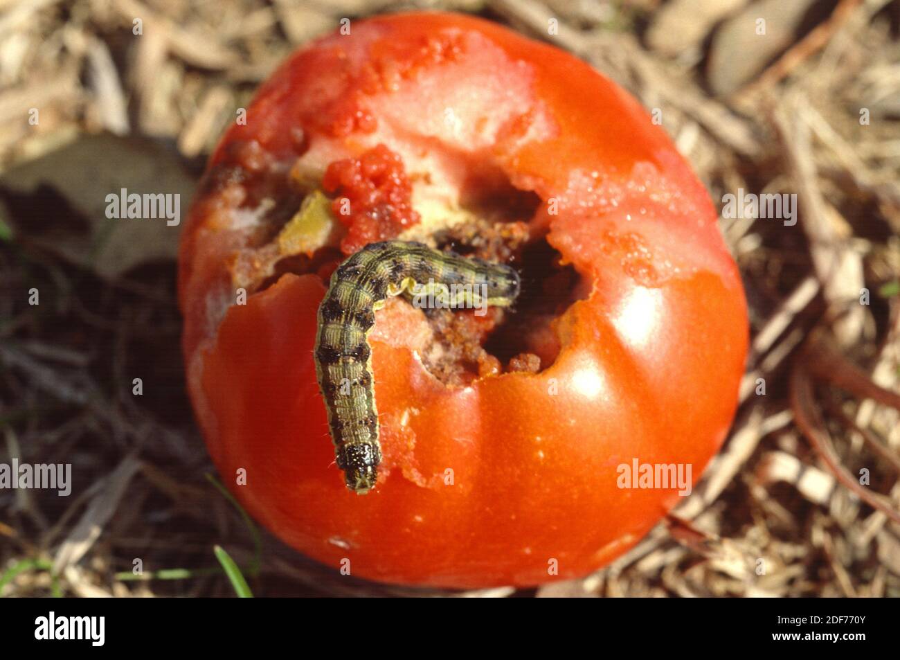 Corn earworm or tomato fruitworm (Helicoverpa armigera armigera) is a moth native to central and southern Europe, Africa and temperate Asia. Stock Photo