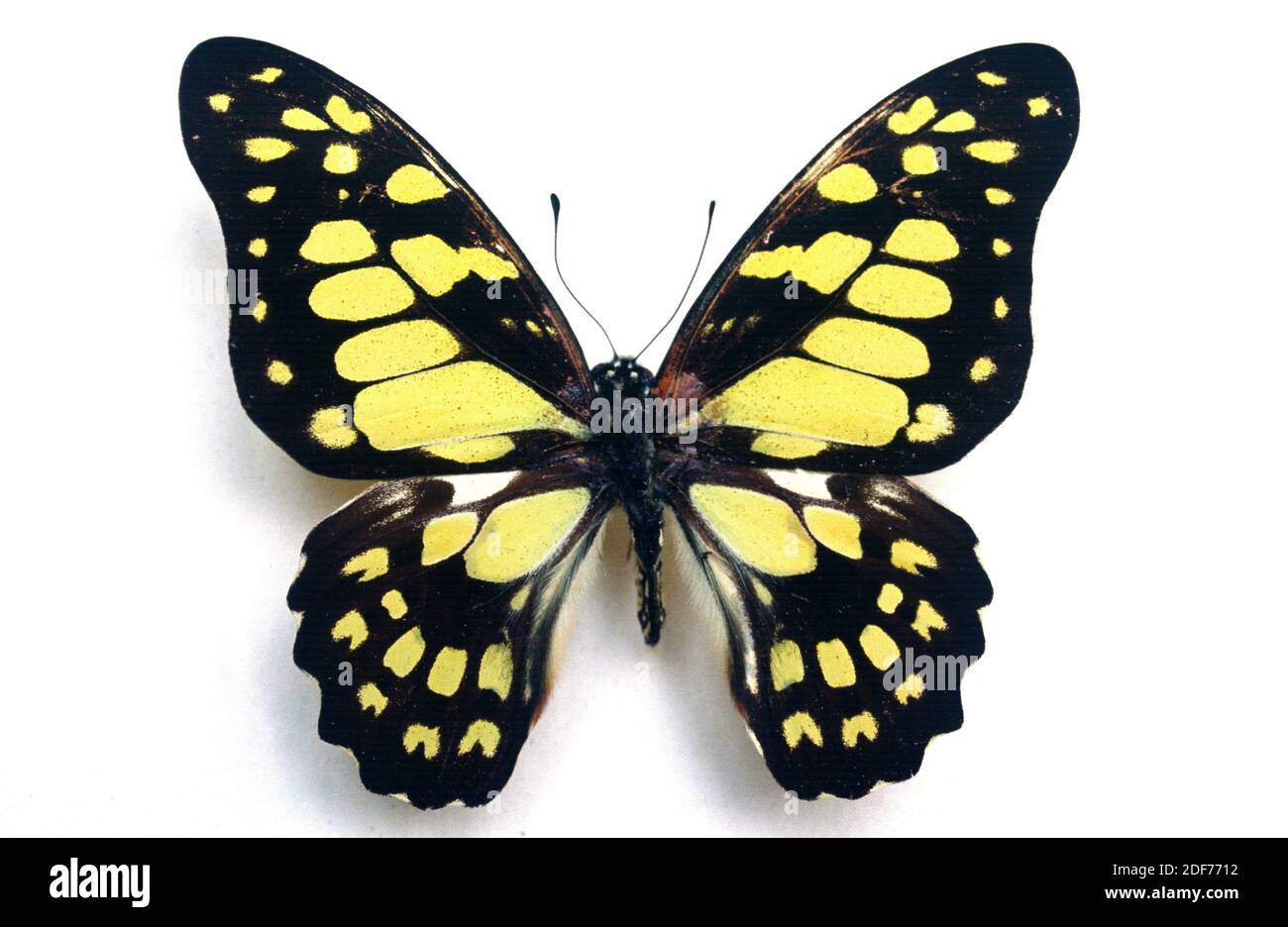 Graphium cyrnus is a butterfly native to Madagascar. Adult, dorsal side. Stock Photo
