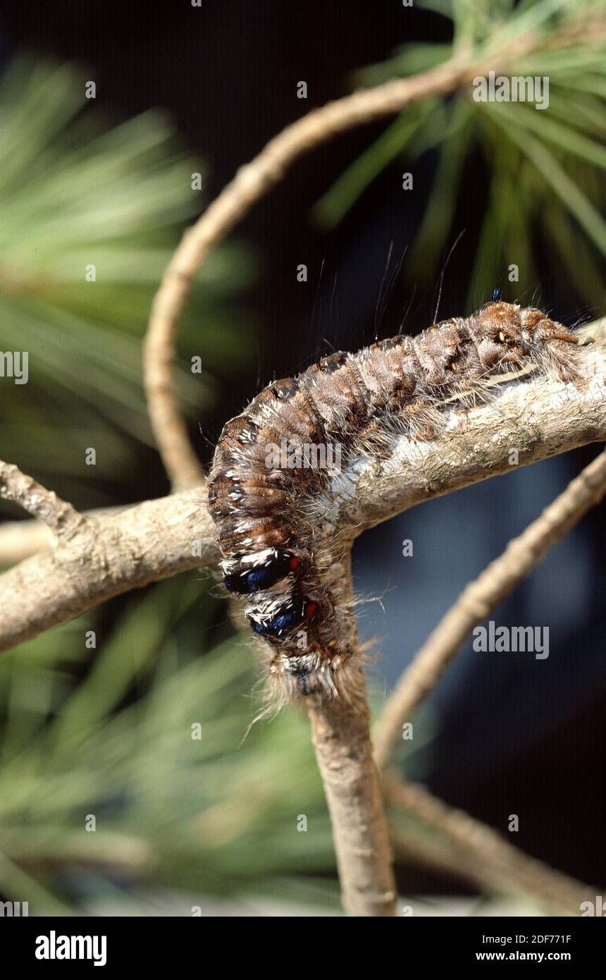Lappet (Gastropacha quercifolia) is a moth native to Eurasia