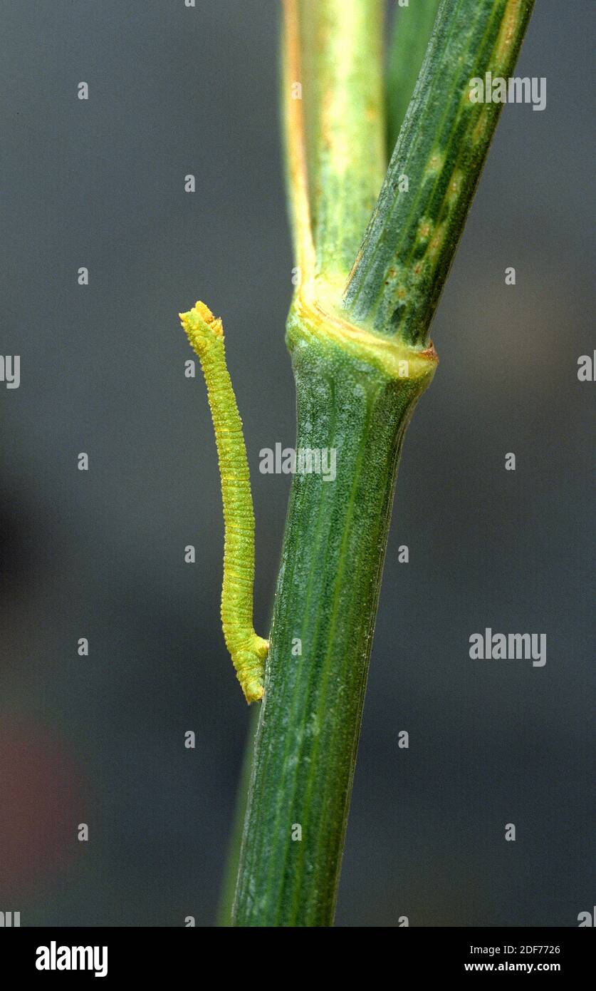 Little emerald (Jodis lactearia) is a moth native to Eurasia