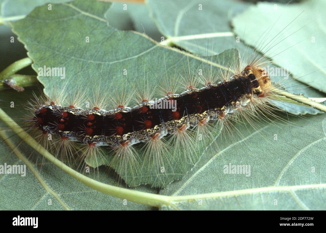 Page 2 Gypsy Moth Caterpillar High Resolution Stock Photography And Images Alamy