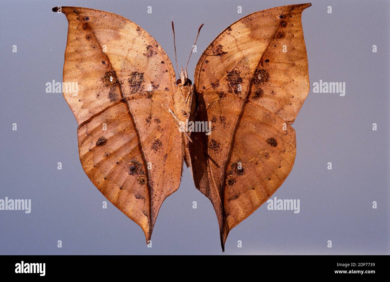 Orange oakleaf or dead leaf (Kallima inachus) is a criptic butterfly native to southeastern Asia. Ventral side. Stock Photo