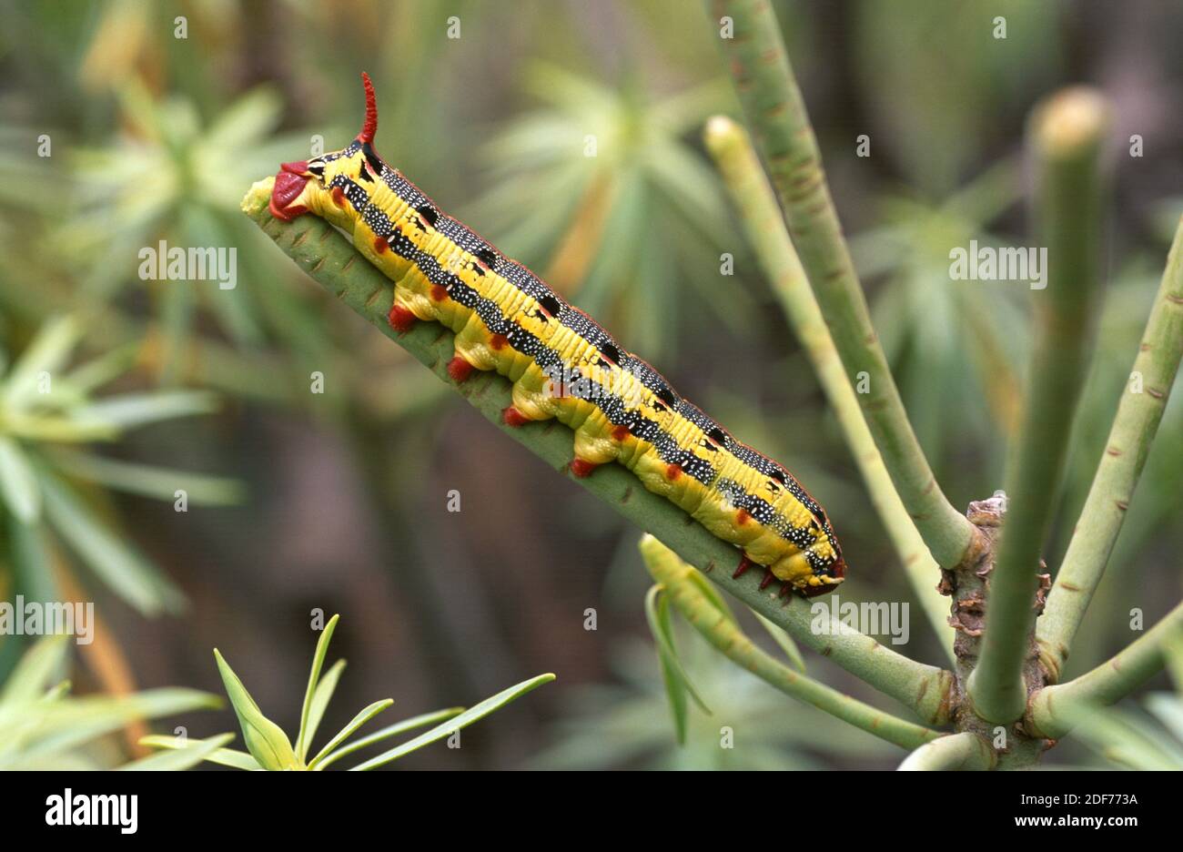 Striped hawkmoth (Hyles livornica or Celerio livornica) is a moth