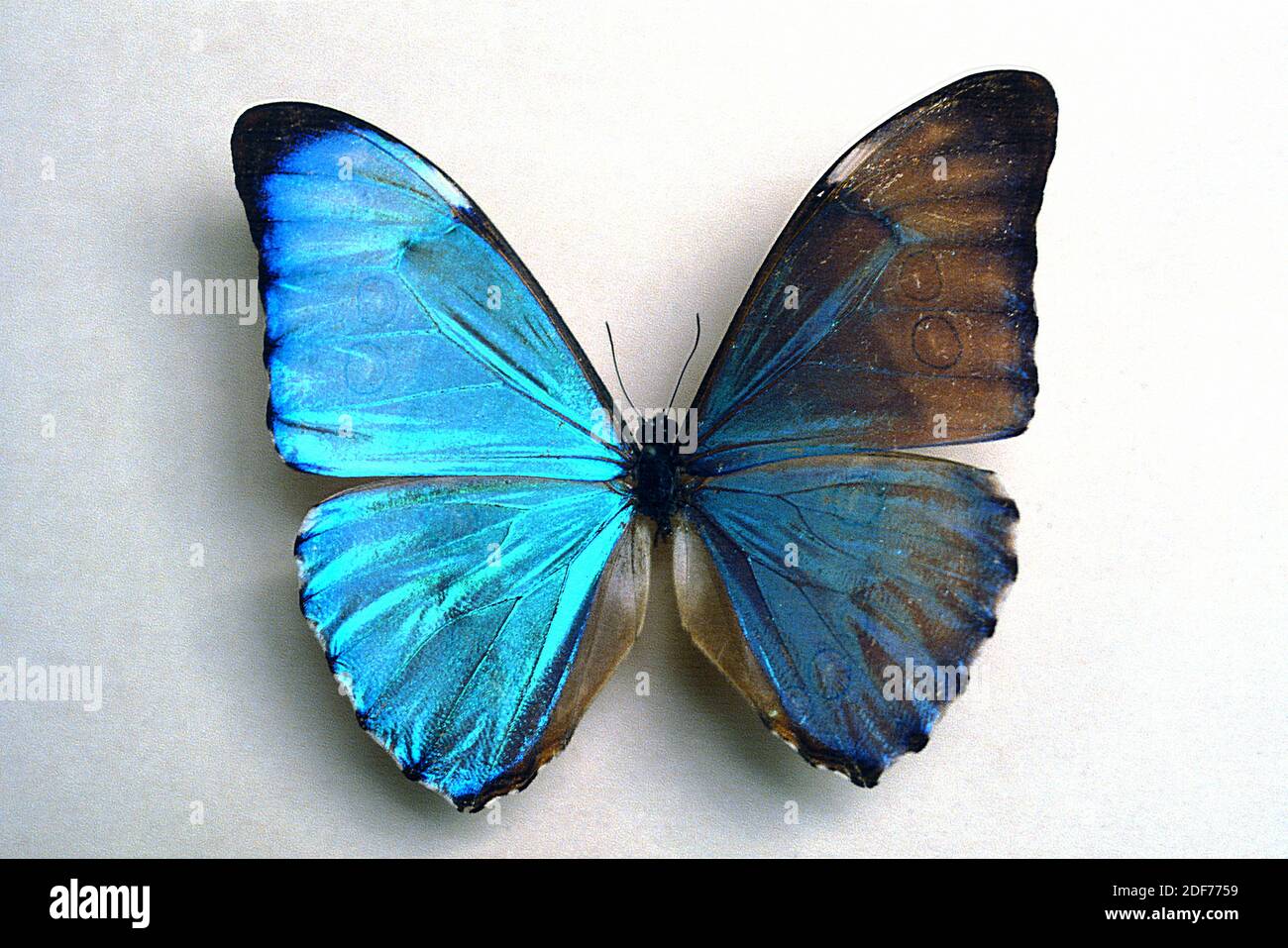 Aurora morpho (Morpho aurora) is a butterfly native to Bolivia and Peru. Adult, dorsal side. Stock Photo