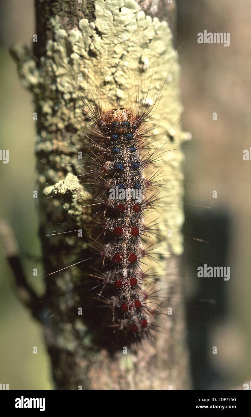 Page 2 Gypsy Moth Caterpillar High Resolution Stock Photography And Images Alamy