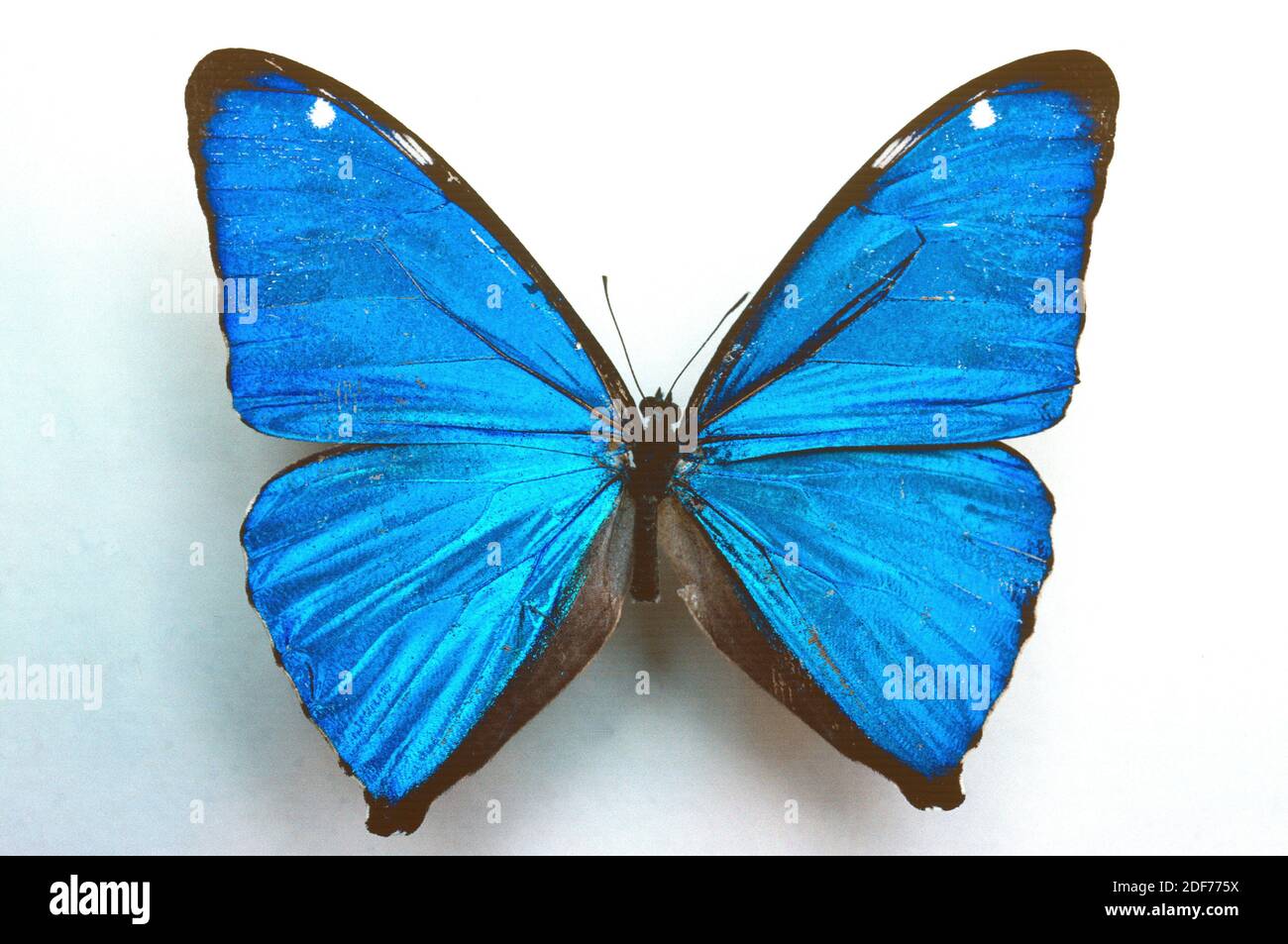 Aega morpho hi-res stock photography and images - Alamy