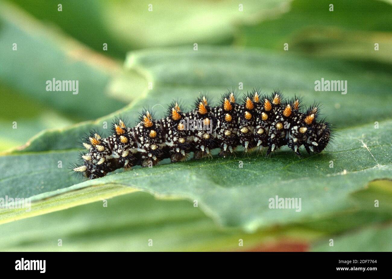 Heath fritillary (Mellicta athalia or Melitaea athalia) is a butterfly