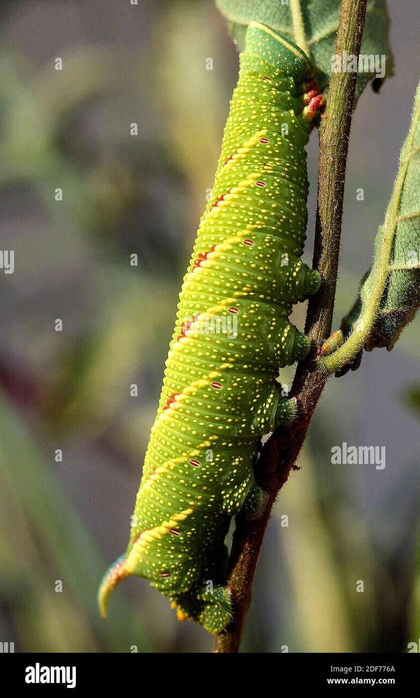 Lime hawkmoth (Mimas tiliae) is amoth native to Eurasia. Caterpillar