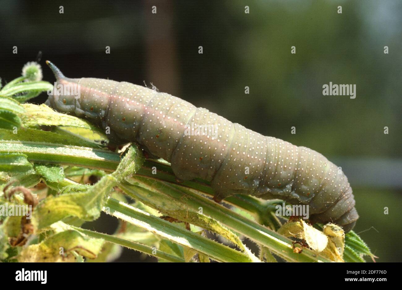 Hummingbird hawkmoth (Macroglossum stellatarum) is a moth native to