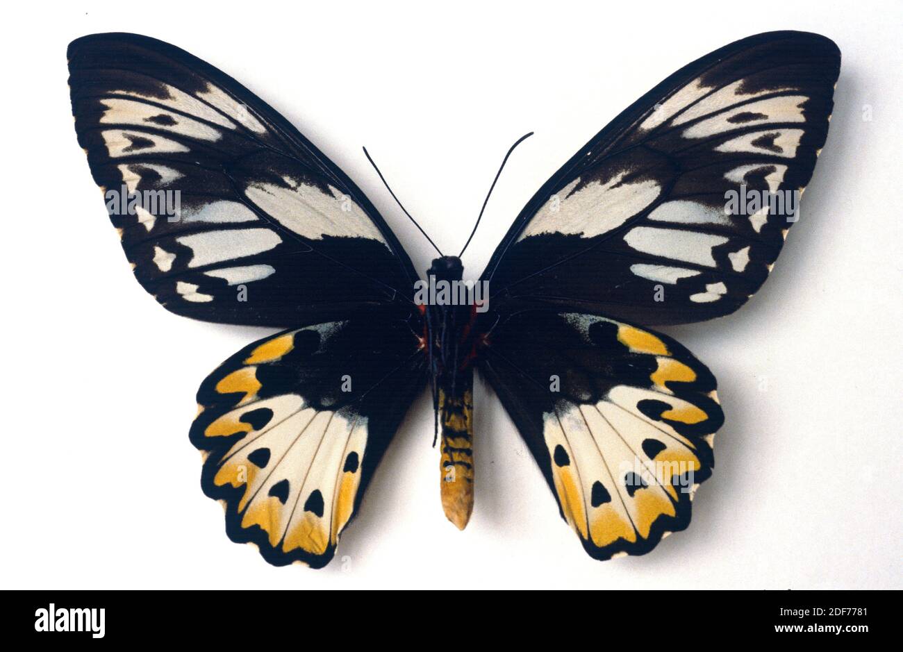 Priam's birdwing (Ornithoptera priamus hecuba) is a butterfly native to ...