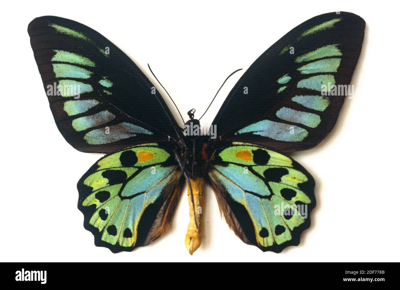 Priam’s birdwing (Ornithoptera priamus priamus) is a butterfly native