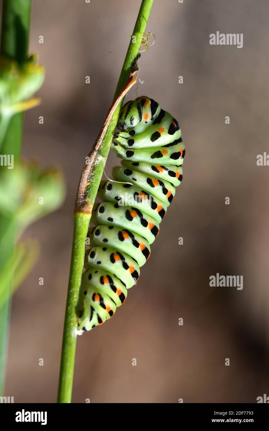 Old World swallowtail (Papilio machaon) is a butterfly native to