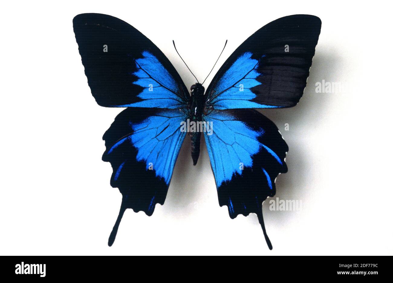 Ulysses butterfly or blue emperor (Papilio ulysses telegonus) is a