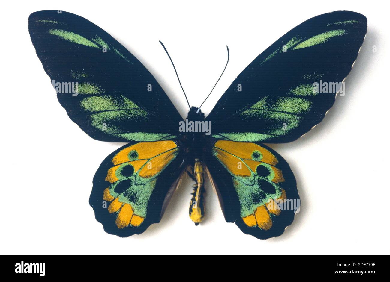 Rothschild's birdwing (Ornithoptera rothschildi) is a butterfly native to New Guinea. Male, dorsal side. Stock Photo
