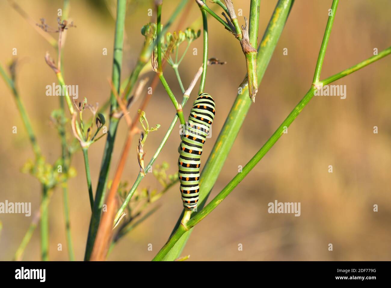 Old World swallowtail (Papilio machaon) is a butterfly native to