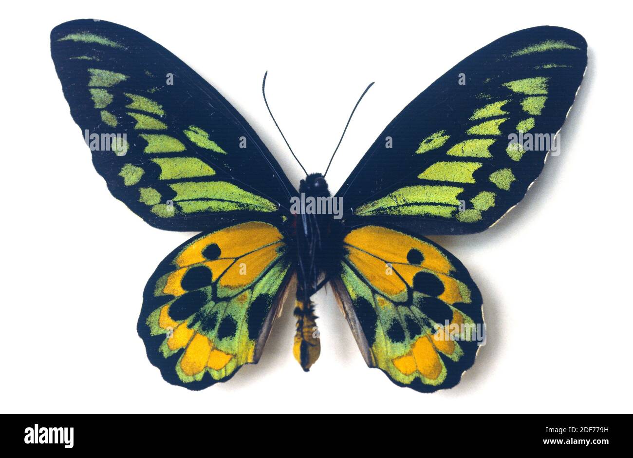 Rothschild's birdwing (Ornithoptera rothschildi) is a butterfly native to New Guinea. Male, ventral side. Stock Photo