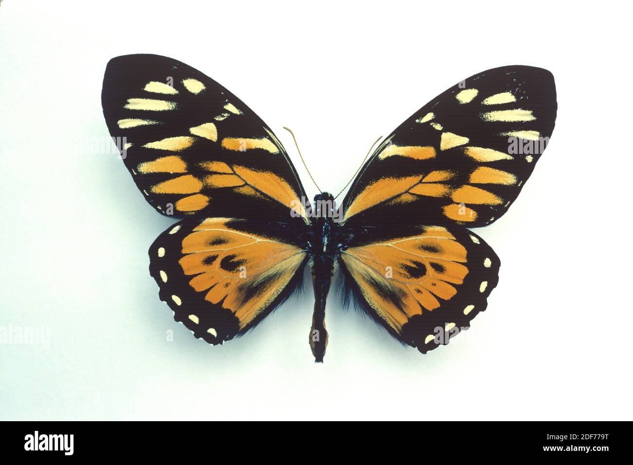 Papilio zagreus is a mimic butterfly native to northern South America. Adult, dorsal side. Stock Photo