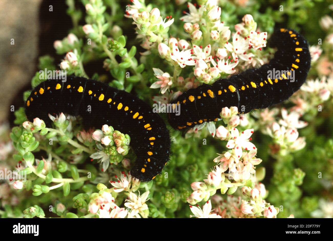 Mountain Apollo (Parnassius apollo) is a butterfly native to Europe mountains. Caterpillar on a feeding plant (Sedum sp. ). Stock Photo
