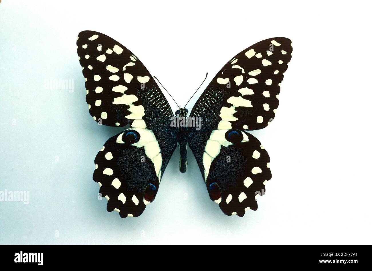 Citrus swallowtail (Papilio demodocus) is a butterfly native to Sub-Saharian Africa. Adult, dorsal side. Stock Photo