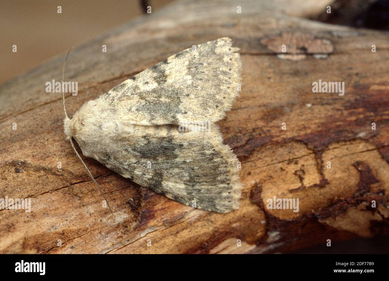 Europe Moth Europe moth hi-res stock photography and images - Alamy