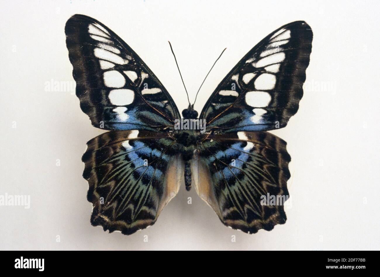 Clipper (Parthenos sylvia) is a butterfly native to southeastern Asia. Adult, dorsal side. Stock Photo