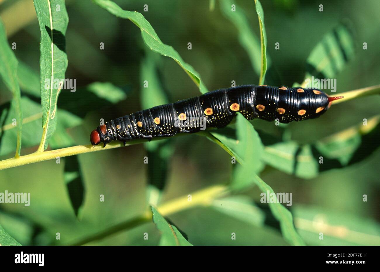 Galium sphinx (Hyles gallii) is a moth native to Eurasia and North