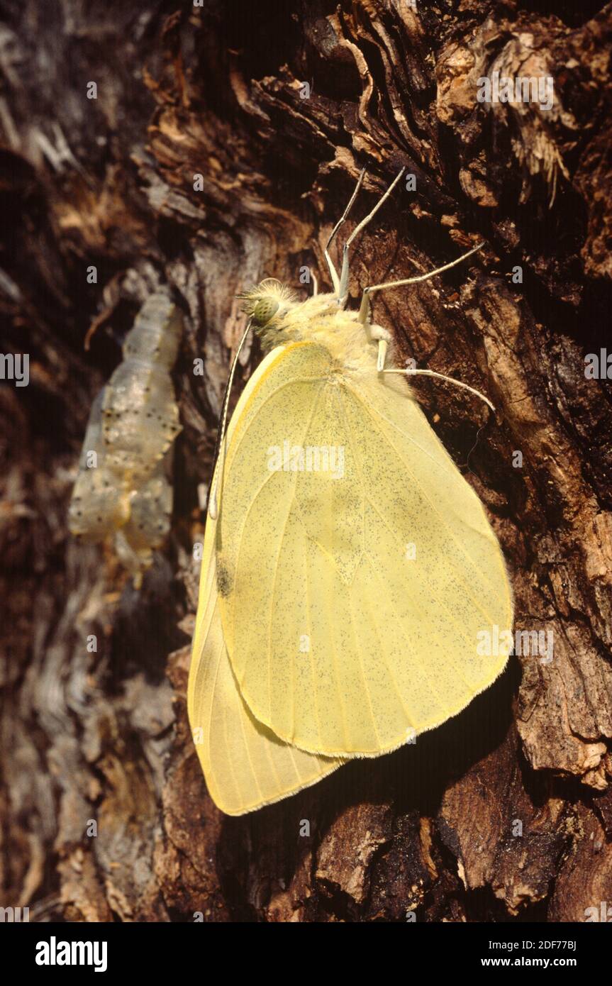 Cabbage butterfly or large white (Pieris brassicae) is a butterfly