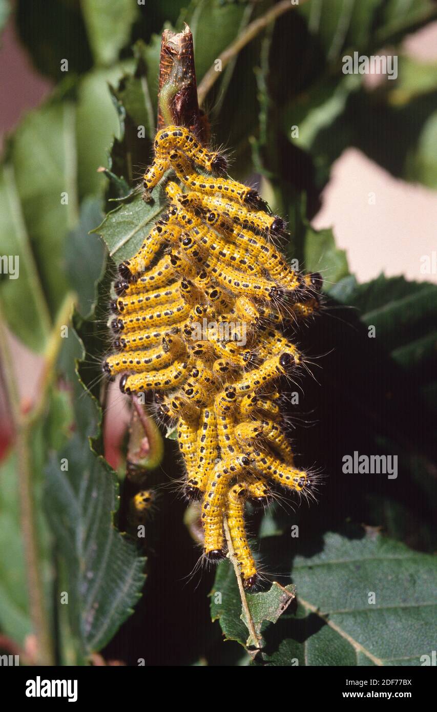 Buff-tip (Phalera bucephala) is a moth native to Europe and part of Asia.  Caterpillars Stock Photo - Alamy