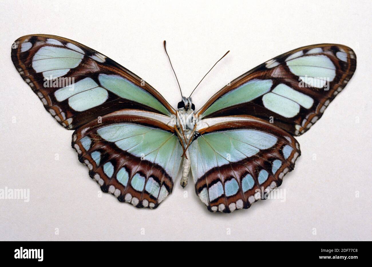 Scarce bamboo page (Philaethria dido) is a butterfly native to tropical America. Adult, ventral side. Stock Photo