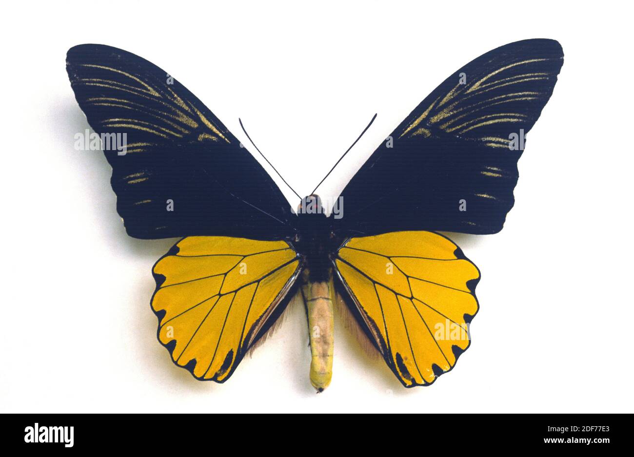 Malaya birdwing (Troides amphrysus ruficollis) is a butterfly native to Malaya Peninsula and Thailand. Adult, dorsal side. Stock Photo