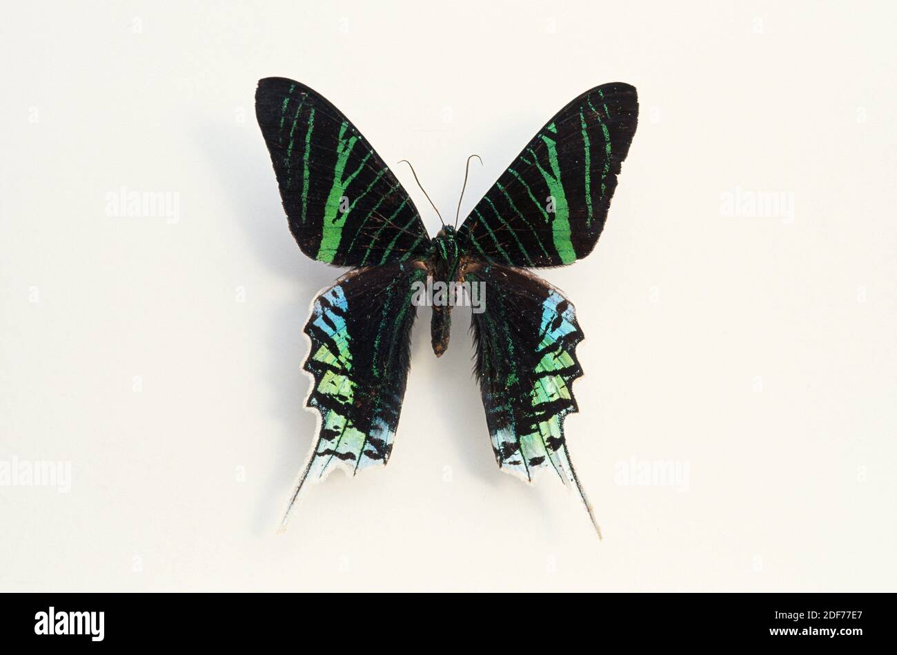 Green-banded Urania (Urania leilus) is a moth native to Americas, from Mexico to Brazil. Adult, dorsal side. Stock Photo