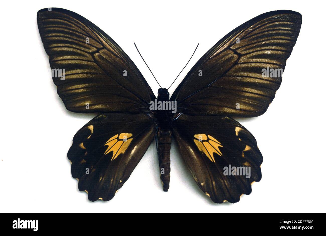 Oblong-spotted birdwing (Troides oblogomaculatus) is a butterfly native to Indonesia and New Guinea. Female, dorsal side. Stock Photo