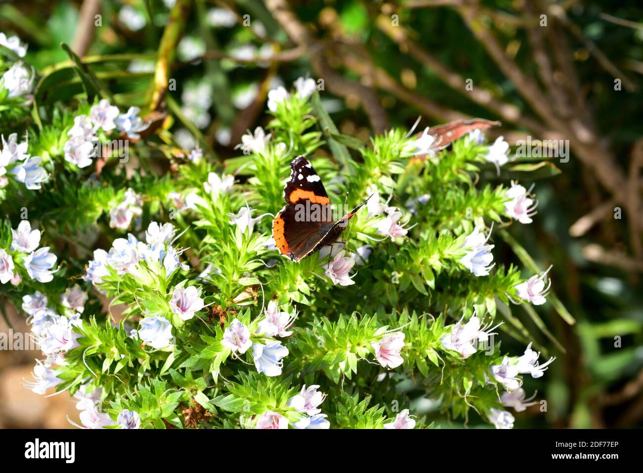 Red admiral (Vanessa atalanta) is a cosmopolitan butterfly. Stock Photo
