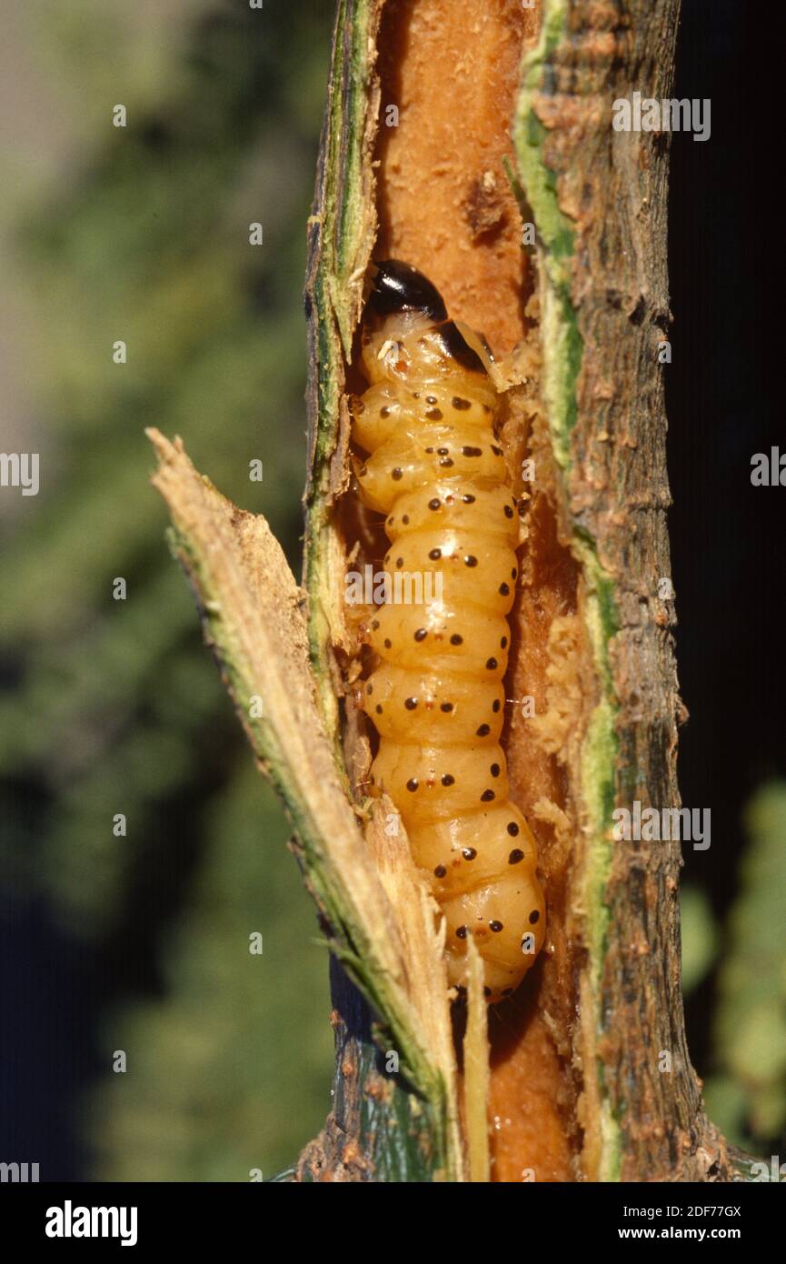 Leopard moth (Zeuzera pyrina) is a moth native to Eurasia and northern
