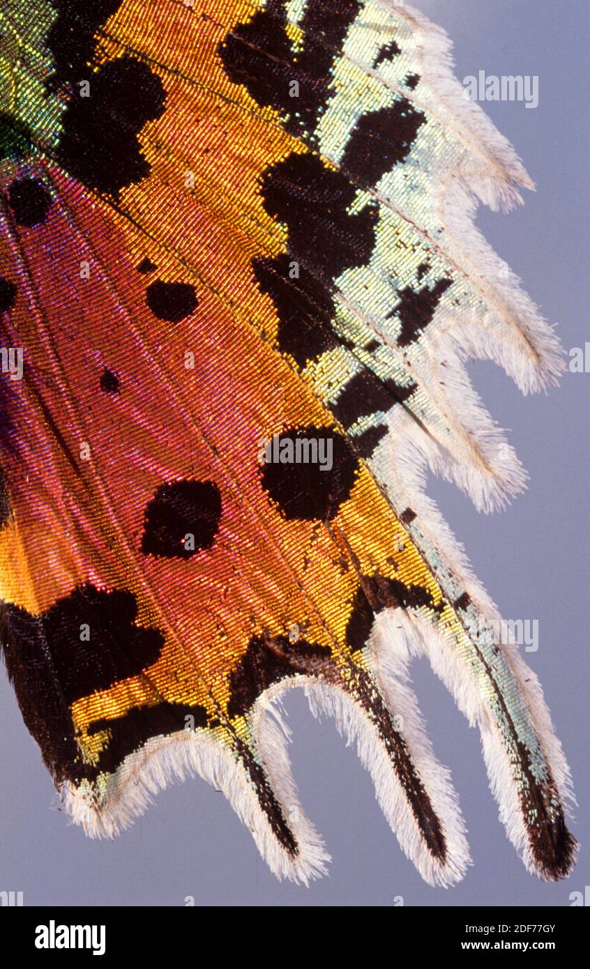 Madagascan sunset moth (Chrysiridia ripheus or Urania ripheus) is a moth endemic to Madagascar. Iridiscent wing detail. Stock Photo