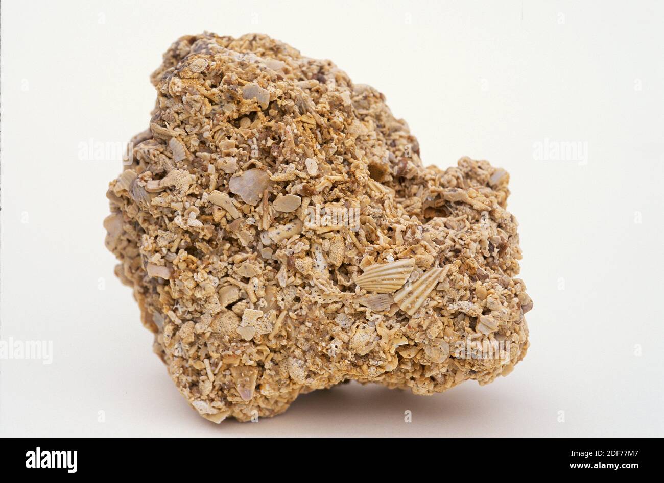 Shelly limestone is a sedimentary rock composed by skeleton remains of marine animals. Sample. Stock Photo