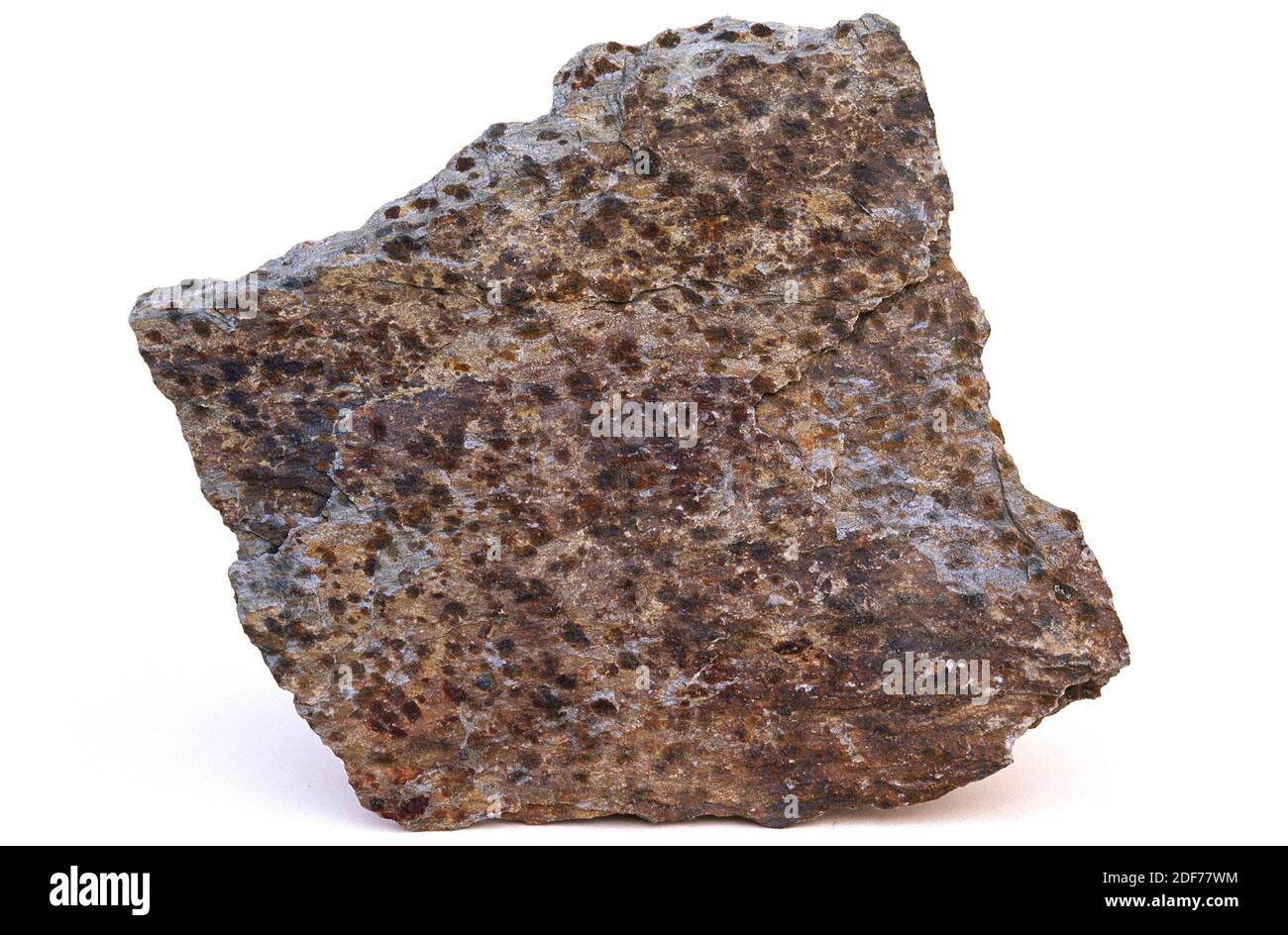 Spotted schist is a metamorphic rock originated by contact metamorphism. Sample. Stock Photo