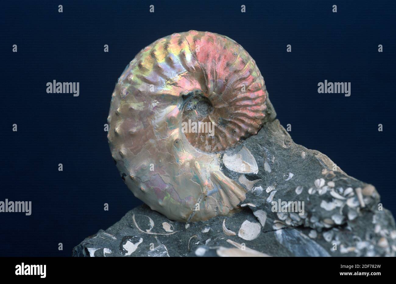 Ammonites fossil (Discoscaphites gulosus) with nacre. This extinct marine animal are cephalopoda and they lived during the Cretaceous. Stock Photo