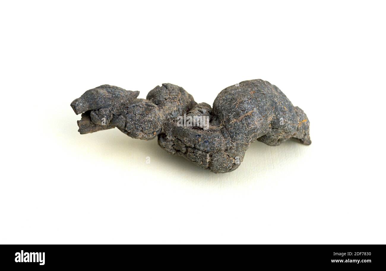 Coprolito or coprolith is fossilized feces. Sample. Stock Photo