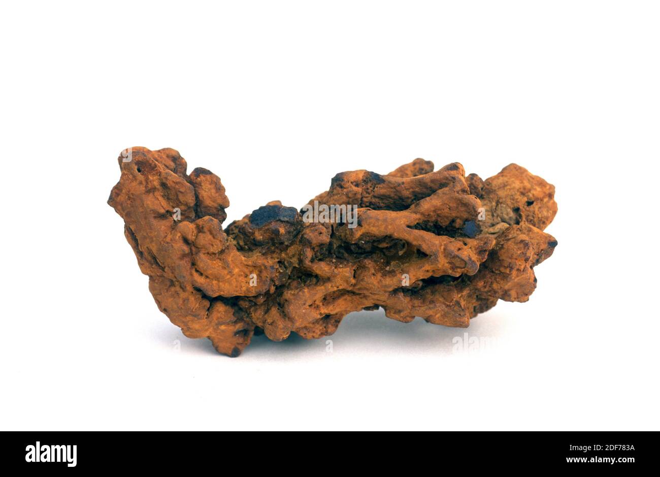 Coprolito or coprolith. Fossilized turtle feces. Sample. Stock Photo